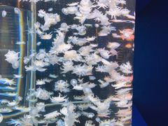 -太平洋海底世界