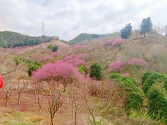 -新建村梅花