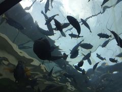 -悉尼海洋生物水族馆