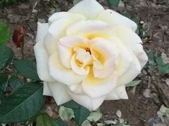 -好利来(新建北路店)