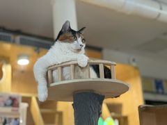 -平行世界·猫咖(首经贸店)