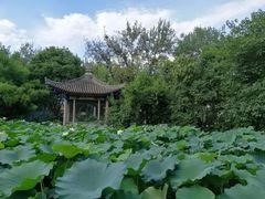 -莲湖公园