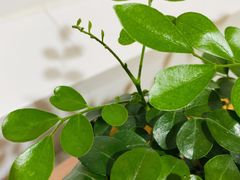 -树咖啡tree coffee