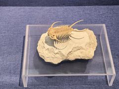 -大连自然博物馆