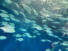 -上海海洋水族馆