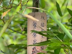-川西竹海景区