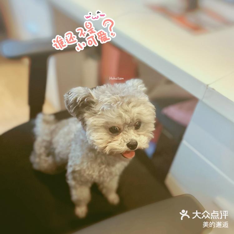 小精灵 狗狗是同事家的"葡萄"猫猫是朋友家的"黑白"兔兔92宠物店里