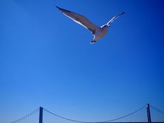 -星海湾跨海大桥