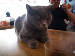 -平行世界·猫咖(首经贸店)