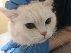 -爱佳宠物中心医院24H·CT·骨外科·猫专科(瑶海万达店)