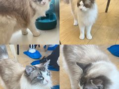 -Let's go狗咖·猫咖·奶狗·桌游(春熙路IFS店)