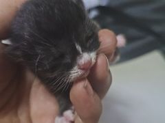 -纳吉亚猫专科动物医院博雅分院