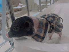 -怪兽屋·羊驼·猫咖·狗咖(俊华广场店)