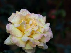 -人民公园(罗湖区)