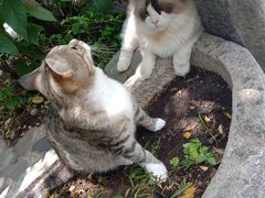 -喵屿·大理花园猫咖