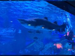 -海合安成都极地海洋公园