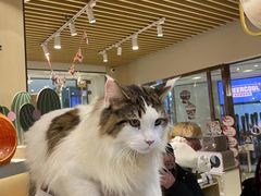 -momokira米努特·德文卷毛猫·棉花面纱犬