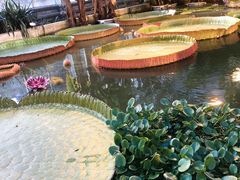 -呀路古热带植物园