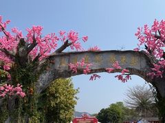 -天适樱花悠乐园