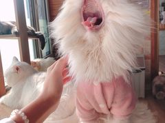-猫的茶·猫咖