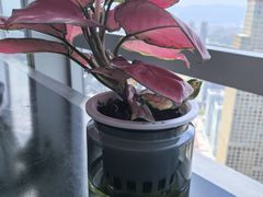 -南昌双子塔303观光厅