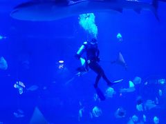 -烟台海昌鲸鲨海洋公园