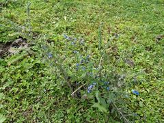 -硗碛藏寨·神木垒景区