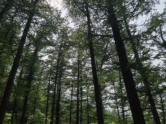 -鲁山国家森林公园