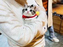 -欣宠猫屋·矮脚拿破仑·蓝金金渐层