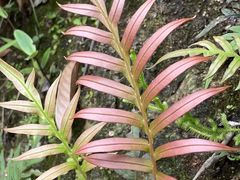 -广州白江湖森林公园