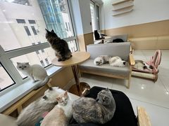 -鼓捣猫呢主题猫咖店