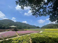 -广州市石门国家森林公园