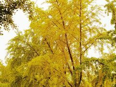 -三里屯东五街银杏大道