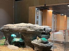 -帕帕拉兹宠物(亚洲旗舰店)