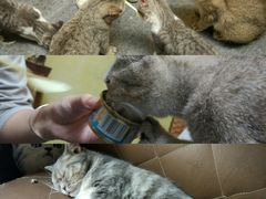 -猫色咖啡·猫咖
