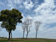 -上海滨江森林公园