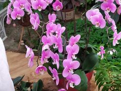 -兰陵国家农业公园