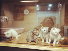 -八公叔叔宠物美容连锁(春申店)