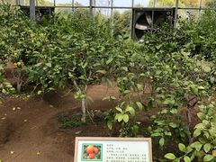 -上海都市菜园