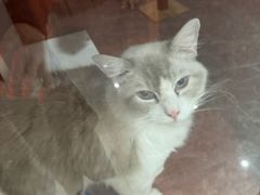-猫爷宠物生活馆·撸猫馆