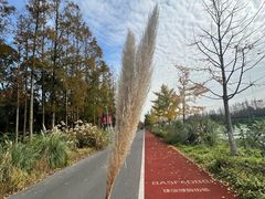 -上海长兴岛郊野公园