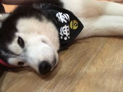 -Husky Go! 哈士奇体验馆·宠物咖啡厅狗咖