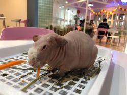 -Moni星球萌宠·小马宝莉·灵蛇·高端高阶全萌宠互动体验俱乐部(红豆国际广场店)