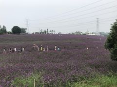 -紫颐香薰山谷景区