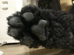 -宠福鑫动物医院·动物疾病诊疗中心(天通苑店)