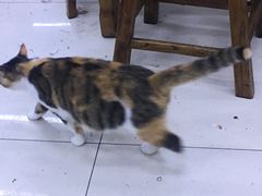 -回坊马二饺子馆