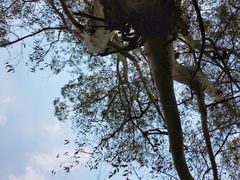 -火炉山森林公园