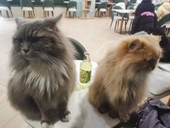 -安格丽娜·狗咖·猫咖羊驼咖(春熙路百盛商场店)