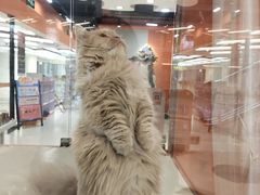 -三花喵·撸猫购宠·宠物生活馆(虹桥南丰城店)