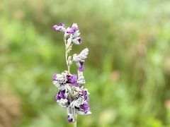 -昆山城市生态森林公园
